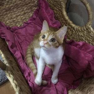 Meet your Posher, Soobum